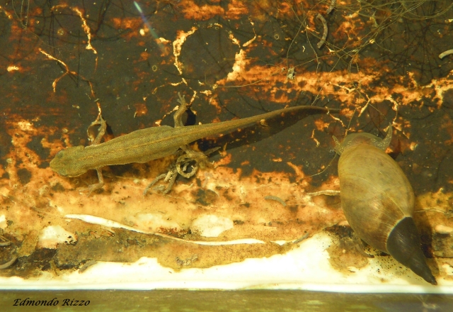 Aiuto identificazione-Lissotriton vulgaris,Triturus carnifex